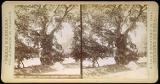 1086 - Боржомъ. Чинар, дерево прот. дворца В. К. Михаила Ник..jpg.jpg